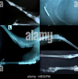 X-Ray Bild von wilden Tieren Skelett Stockfoto