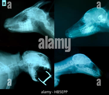 X-Ray Bild von wilden Tieren Skelett Stockfoto