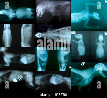 X-Ray Bild von wilden Tieren Skelett Stockfoto