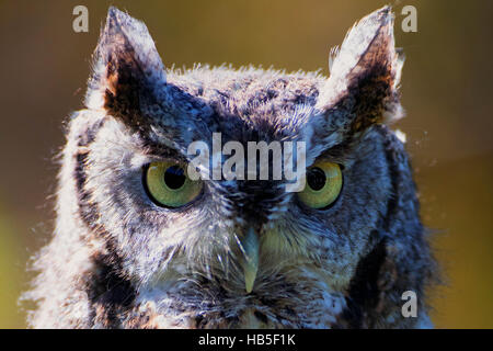 Porträt von Ost-Kreischeule Stockfoto