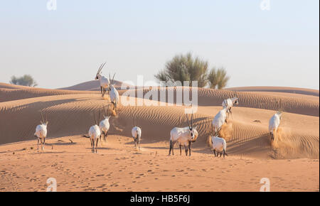 Arabische Oryx (Oryx Leucoryx) in einer Wüste in der Nähe von Dubai Stockfoto