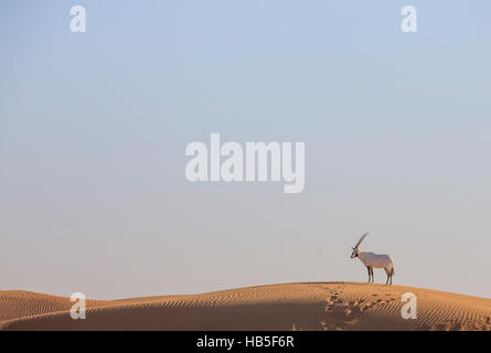 Arabische Oryx (Oryx Leucoryx) in einer Wüste in der Nähe von Dubai Stockfoto