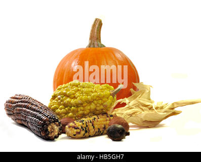 Herbst-Stilleben von Kürbis, Mais, Kürbisse und Muttern isoliert auf weiss. Stockfoto