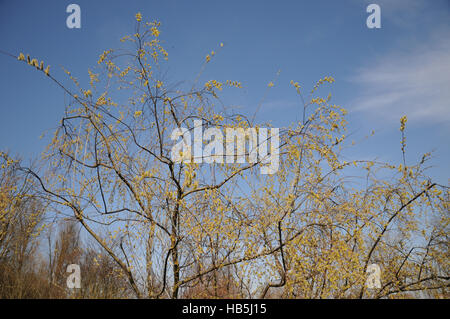 Salix Acutifolia, Longleaved Weide Stockfoto