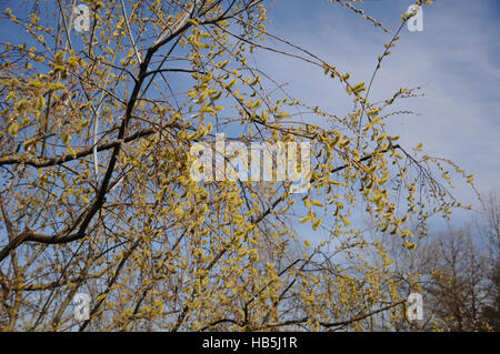 Salix Acutifolia, Longleaved Weide Stockfoto