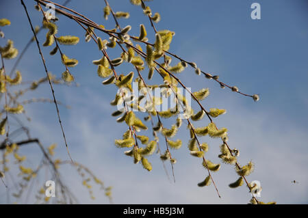 Salix Acutifolia, Longleaved Weide Stockfoto