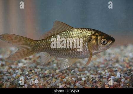 Goldfisch, Carassius auratus Stockfoto