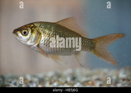 Goldfisch, Carassius auratus Stockfoto