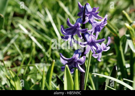 blaue Hyazinthe im freien Stockfoto