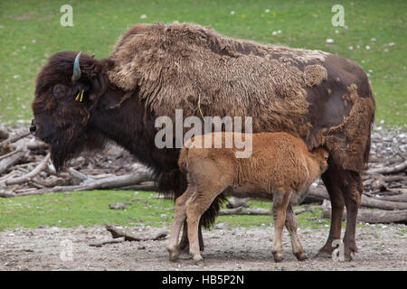 Holz Bisons (Bison Bison Athabascae), auch bekannt als der Berg-Bison. Bison Kalb saugen seine Mutter im Hellabrunn Zoo in München, Bayern, Deutschland. Stockfoto