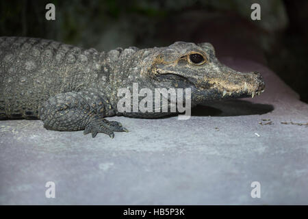 Zwerg-Krokodil (Osteolaemus Tetraspis), auch bekannt als das afrikanische Zwerg-Krokodil. Stockfoto