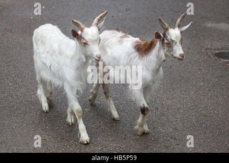 Girgentana-Ziege (Capra Aegagrus Hircus). Stockfoto