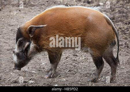 Red River Hog (Potamochoerus Porcus), auch bekannt als die Bush-Schwein. Stockfoto