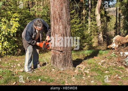 Alter Mann Fjälls Lärche. Holzfäller im Wald arbeiten. Aktives Leben im Alter. Brennholz vorzubereiten für den Winter. Mann arbeitet Stockfoto