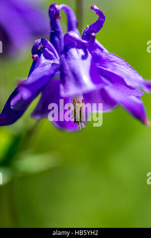 Akelei Blüte violett Stockfoto