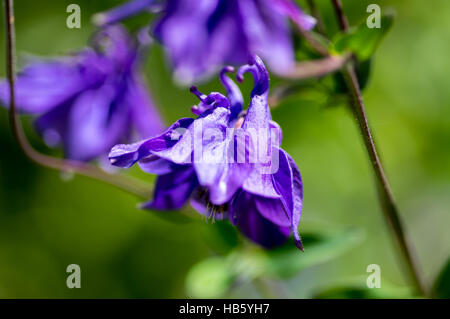 Akelei Blüte violett Stockfoto