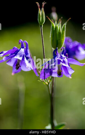 Akelei Blüte violett Stockfoto