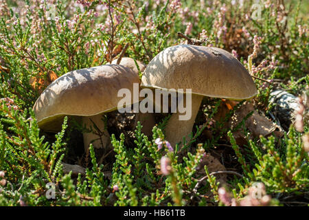 Essbare Steinpilze im Wald Stockfoto