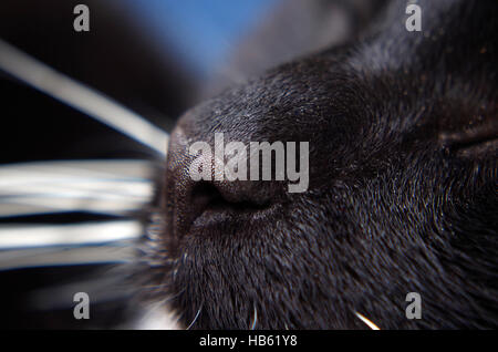 schwarze Katze Stockfoto