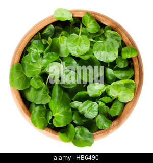 Brunnenkresse in Holzschale. Kapuzinerkresse Officinale, eine essbare Grüne Wasserpflanze und Blattgemüse, verwendet im Salat oder in Suppen. Stockfoto