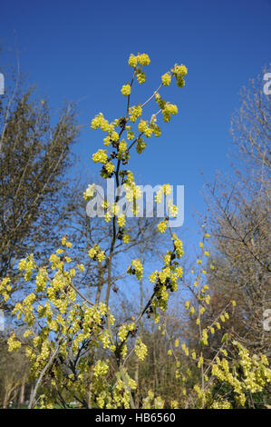 Corylopsis Glabrescens, Winterhazel Stockfoto