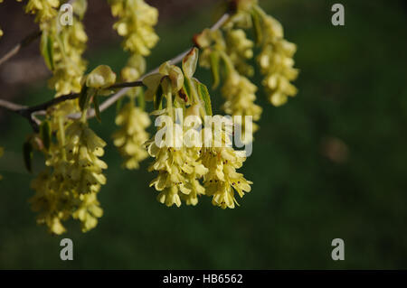 Corylopsis Glabrescens, Winterhazel Stockfoto