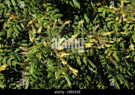 Mahonia Bealei, Leatherleaf Mahonia Stockfoto