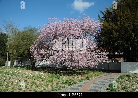 Prunus Subhirtella Auszeichnung, Zierkirsche Stockfoto