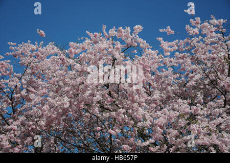 Prunus Subhirtella Auszeichnung, Zierkirsche Stockfoto