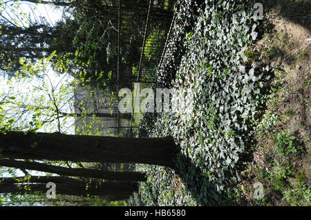 Hedera Helix, Efeu, Bodendecker Stockfoto