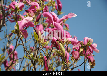 Magnolia Liliiflora, lila magnolia Stockfoto