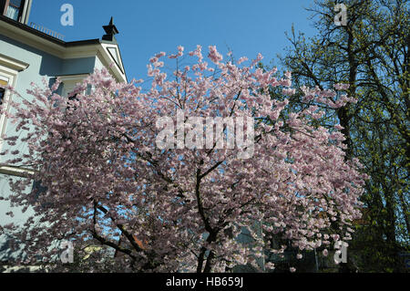 Prunus Subhirtella Auszeichnung, Zierkirsche Stockfoto