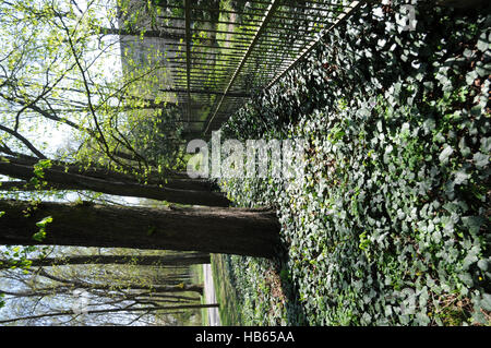 Hedera Helix, Efeu, Bodendecker Stockfoto