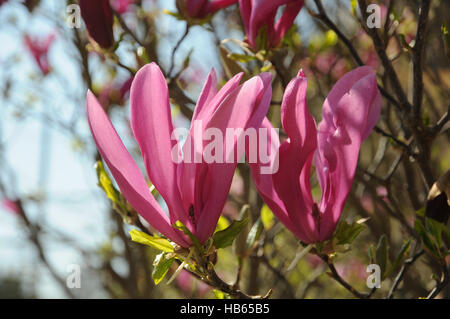 Magnolia Liliiflora, lila magnolia Stockfoto