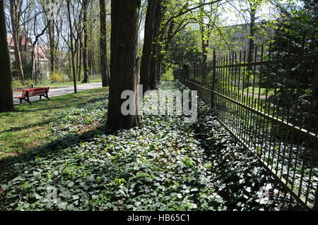 Hedera Helix, Efeu, Bodendecker Stockfoto