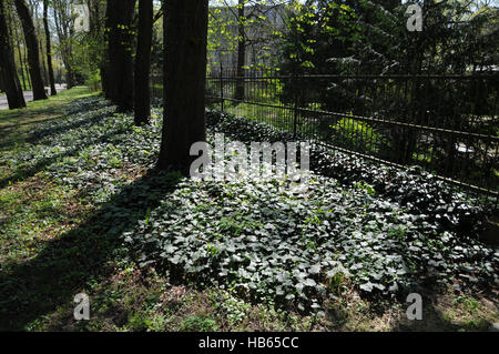 Hedera Helix, Efeu, Bodendecker Stockfoto