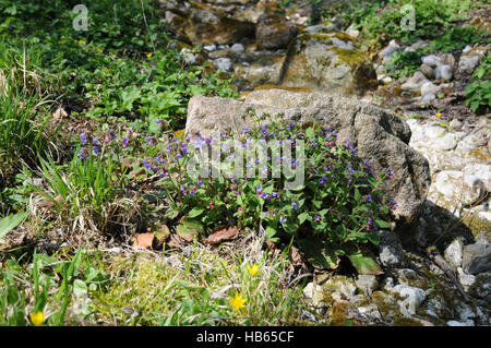 Pulmonaria Angustifolia, Lungenkraut, Lungenkraut Stockfoto