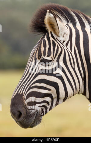 Burchell Zebra-Portrait Stockfoto