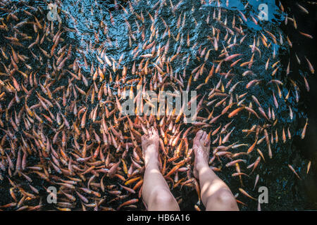 Natürliche Fisch Spa Therapie und Fußmassage Stockfoto