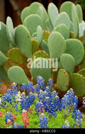 Texas Bluebonnets mit Kaktusfeige, Wildseed Farms, Texas Stockfoto