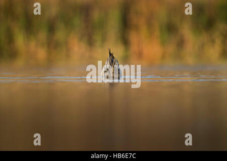 Nur das Ende des nördlichen Pintail ist sichtbar über dem Wasser, wie es reicht bis in die Untiefen, die auf der Suche nach Nahrung. Stockfoto