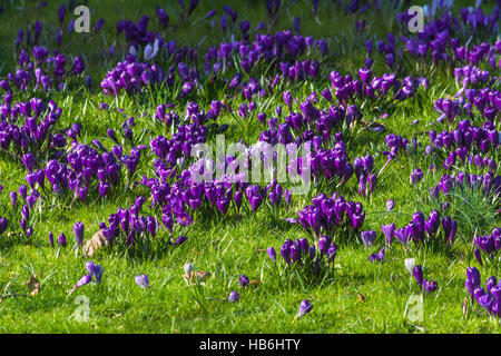 Lila Krokusse im Frühling Stockfoto