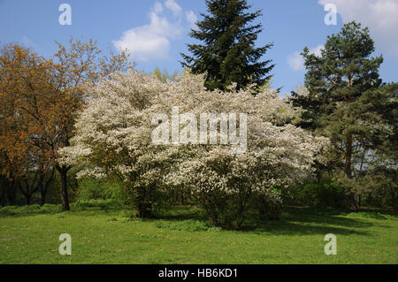 Amelanchier Canadensis, Shadbush Stockfoto