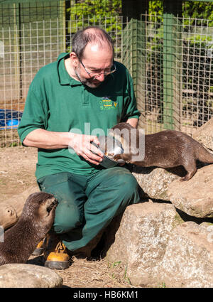 Asiatischen kurze Krallen Otter (Amblonyx Cinereus) wird durch ihren Pfleger auf ein Otter-Heiligtum von Hand gefüttert Stockfoto