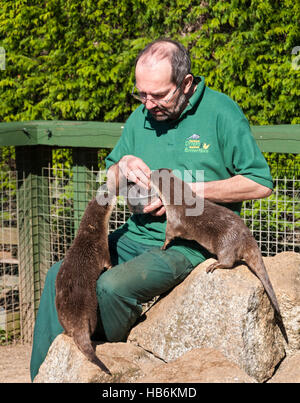 Asiatischen kurze Krallen Otter (Amblonyx Cinereus) wird durch ihren Pfleger auf ein Otter-Heiligtum von Hand gefüttert Stockfoto