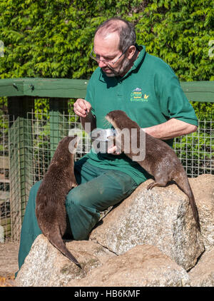 Asiatischen kurze Krallen Otter (Amblonyx Cinereus) wird durch ihren Pfleger auf ein Otter-Heiligtum von Hand gefüttert Stockfoto