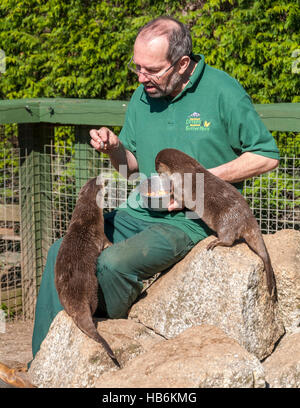 Asiatischen kurze Krallen Otter (Amblonyx Cinereus) wird durch ihren Pfleger auf ein Otter-Heiligtum von Hand gefüttert Stockfoto