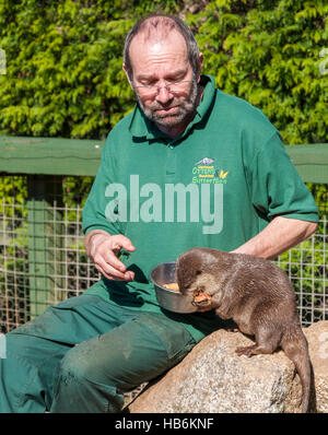 Asiatischen kurze Krallen Otter (Amblonyx Cinereus) wird durch seinen Halter an ein Otter-Heiligtum von Hand gefüttert Stockfoto