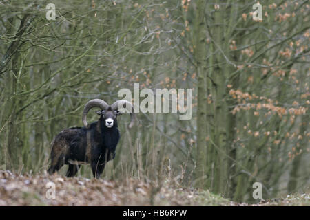 Mufflon bleiben nicht lange an einem Ort. Stockfoto