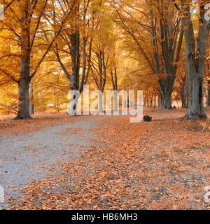 Herbstwald Stockfoto
